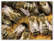 Słów kilka o chorobach pszczół, cz. 2.